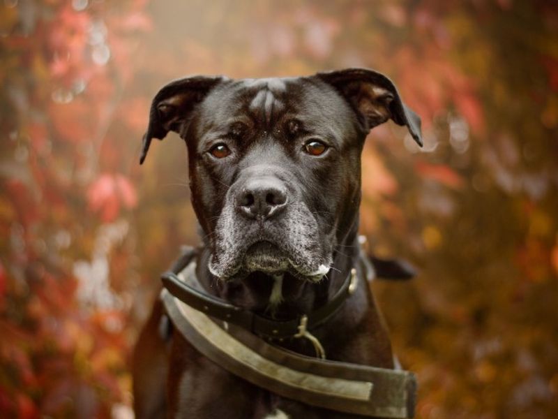 undefined | Rottweiler Cross | undefined - 4
