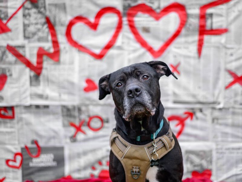 Conan | Rottweiler Cross | Kenilworth (West Midlands) - 1