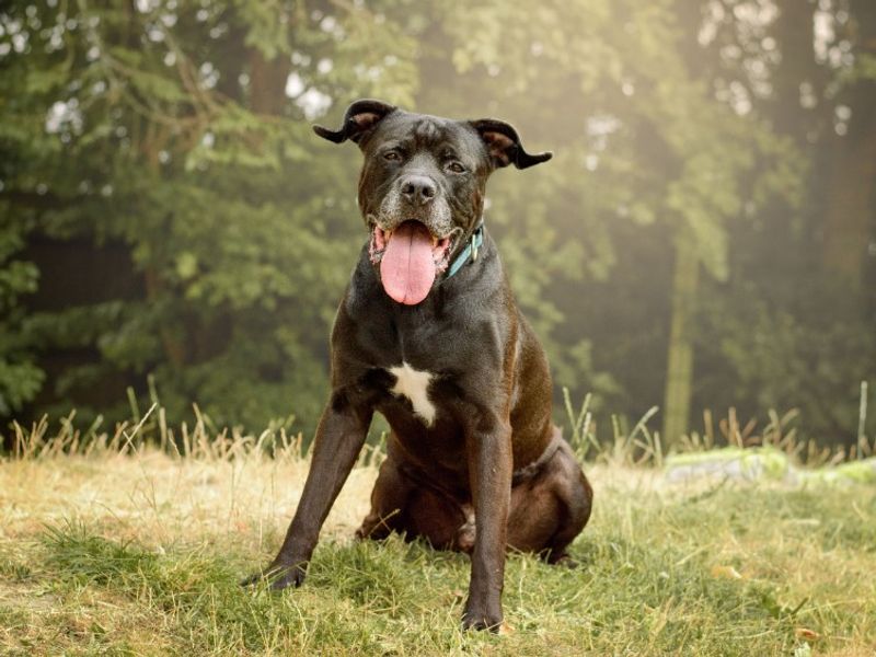 Conan | Retriever (Labrador) Cross | Kenilworth (West Midlands) - 14