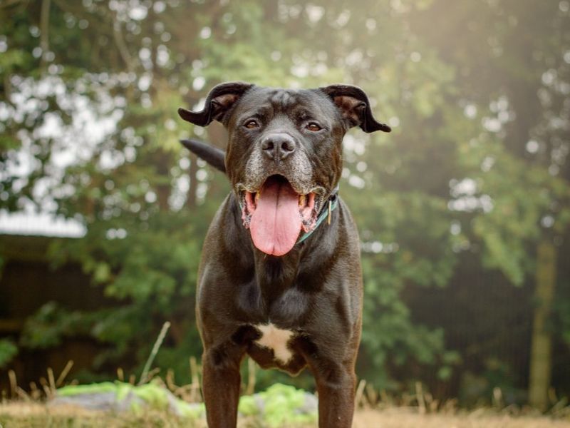 Conan | Retriever (Labrador) Cross | Kenilworth (West Midlands) - 6