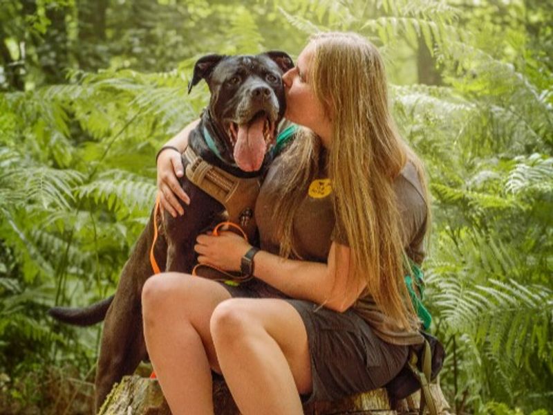 Conan | Retriever (Labrador) Cross | Kenilworth (West Midlands) - 13