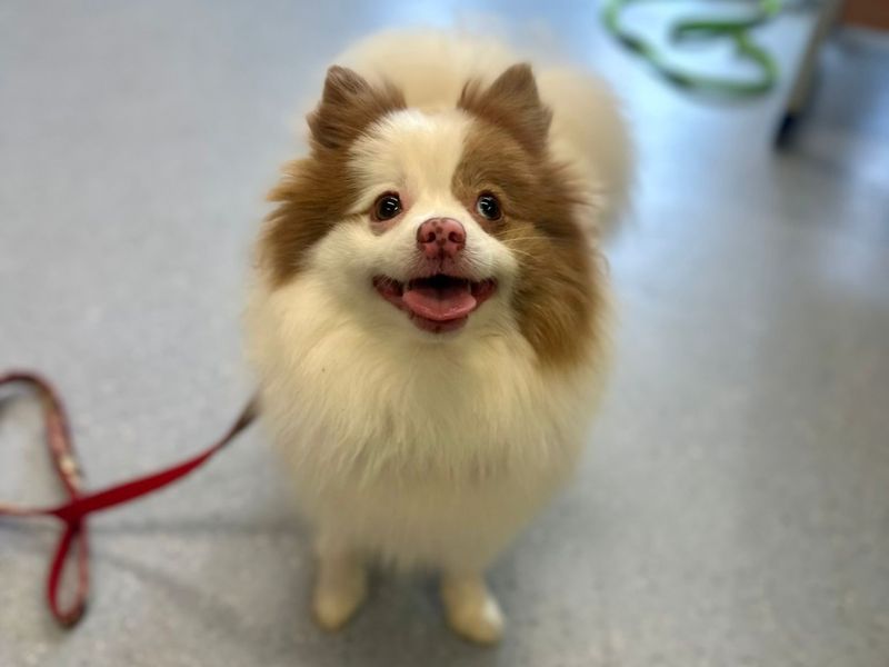 Pomeranian for adoption in Chestfield, Kent – 1 year old