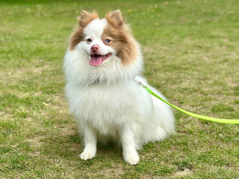 Pomeranian for adoption in Chestfield, Kent – 1 year old - Image 2 of 2