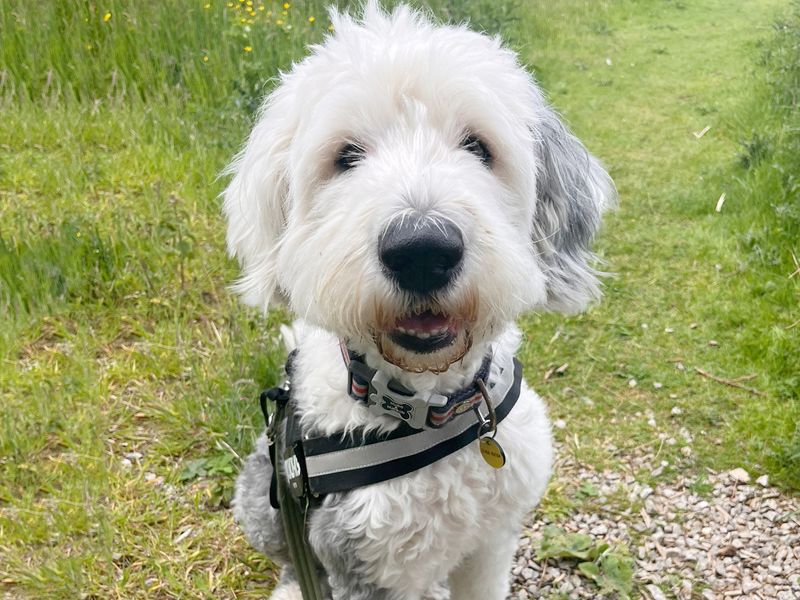Dolly | Old English Sheepdog | Leeds - 1