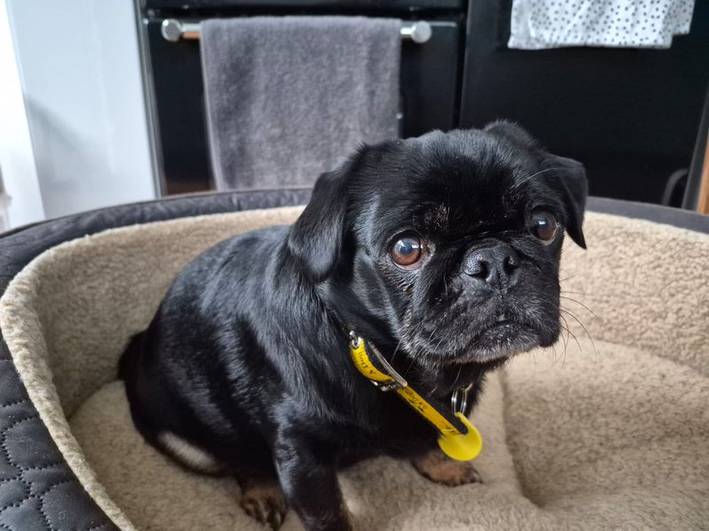 Pug Dogs And Puppies For Adoption