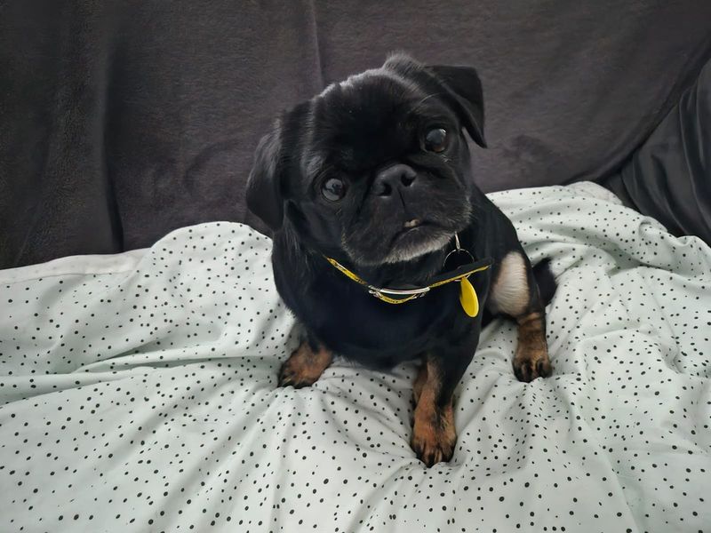 Pug for adoption in Newton Tony, Wiltshire – 6 years old - Image 2 of 2