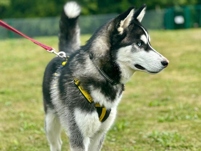 Siberian Husky for adoption in Chestfield, Kent – 8 months old - Image 3 of 4