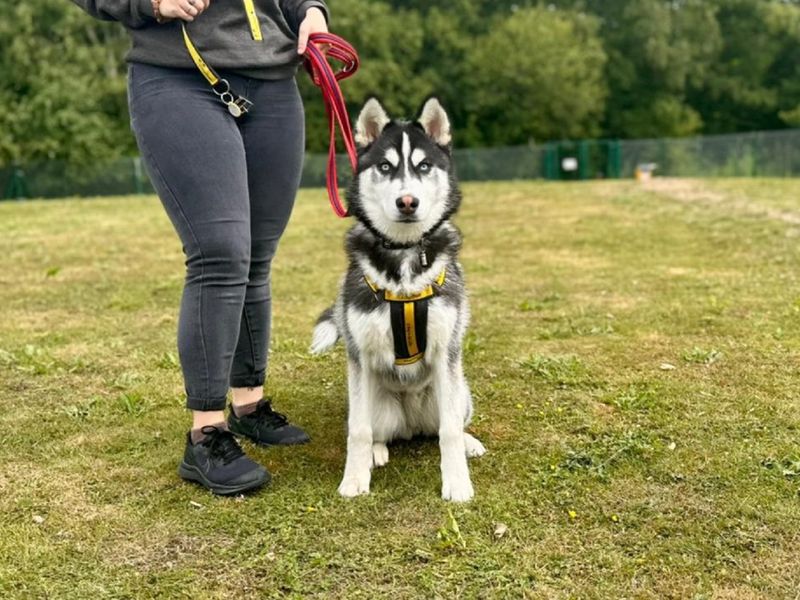 Siberian Husky for adoption in Chestfield, Kent – 8 months old - Image 4 of 4