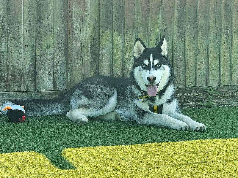 Siberian Husky for adoption in Chestfield, Kent – 8 months old - Image 2 of 4