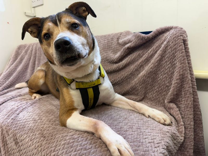 Snowy | Terrier (Jack Russell) Cross | West Calder (Edinburgh) - 1