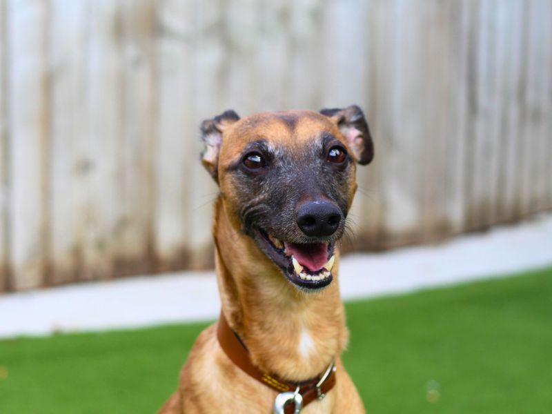 Bruno | Whippet Cross | Manchester - 1