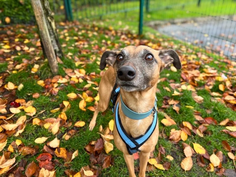 Bruno, a 6 years old male Unknown available for adoption from Dogs Trust in Manchester, Greater Manchester