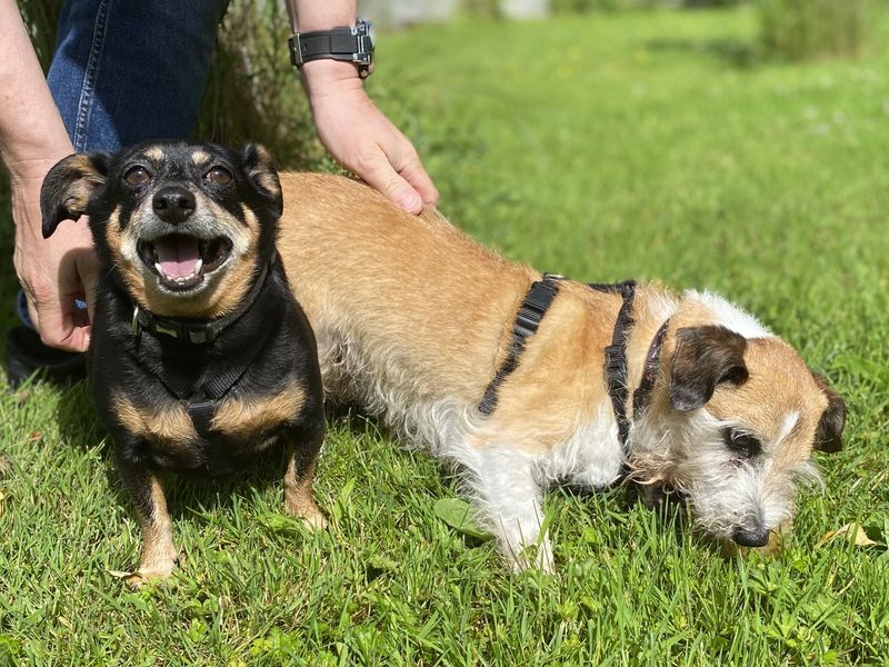 Jack Russell for adoption in , – 11 years old