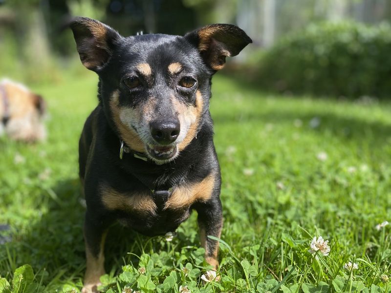 Chihuahua for adoption in , – 11 years old - Image 3 of 3