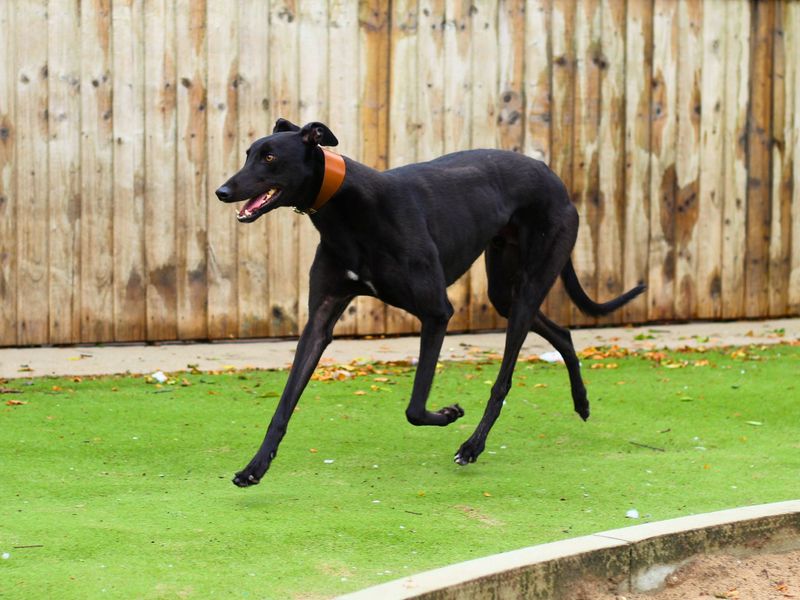 Jaq | Greyhound | Manchester - 1