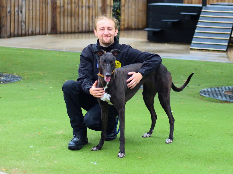 Princess | Greyhound | Manchester - 1