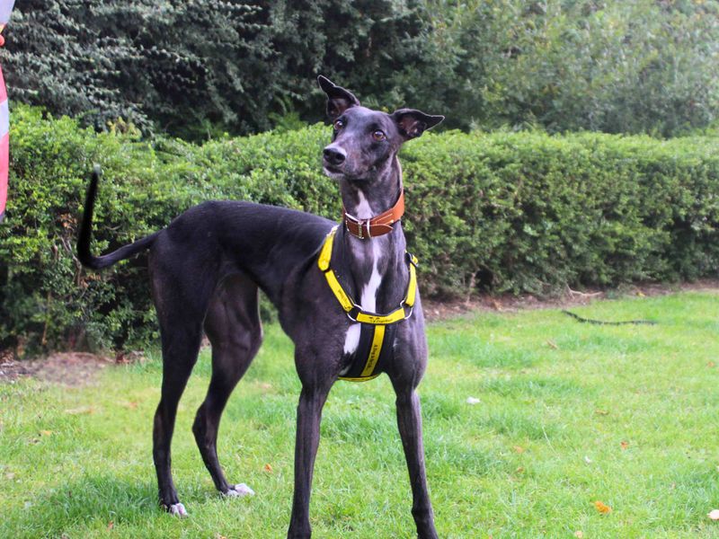 Princess | Greyhound | Manchester - 1