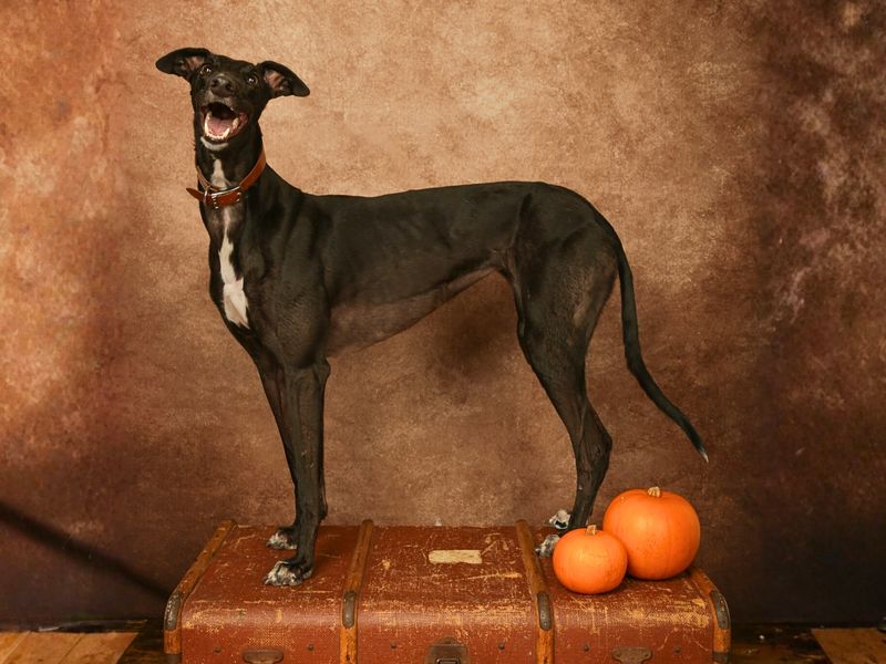 Princess, a 4 years old female Greyhound available for adoption from Dogs Trust in Manchester