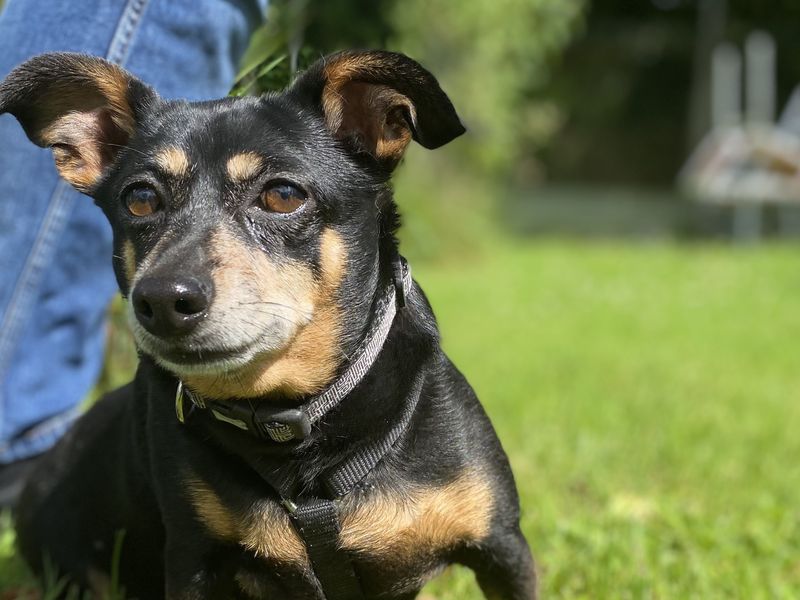 Chihuahua for adoption in , – 8 years old - Image 3 of 3