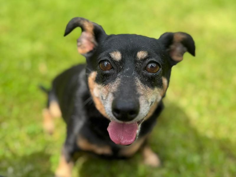 Chihuahua for adoption in , – 8 years old - Image 2 of 3