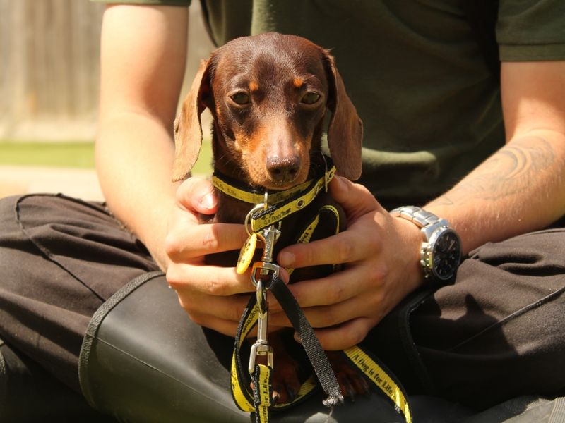 Dachshund for adoption in Evesham, Worcestershire – 3 years old - Image 3 of 3