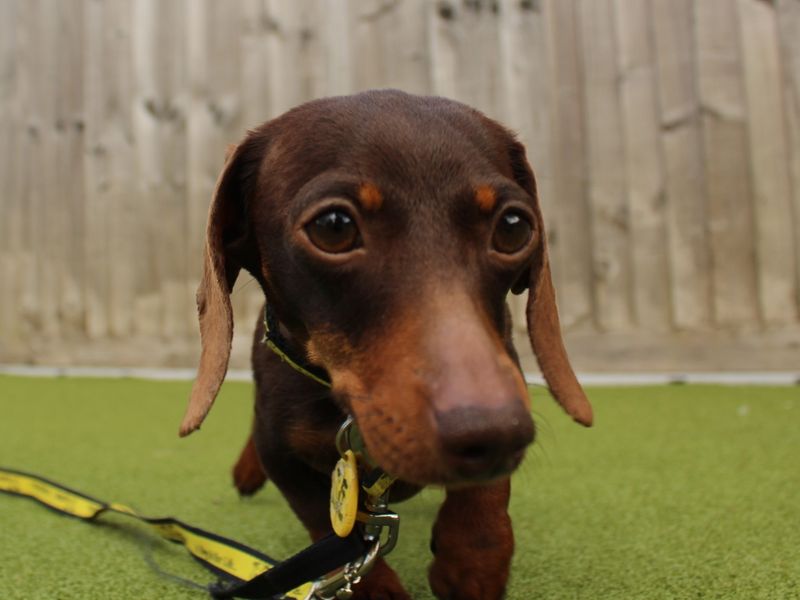 Dachshund for adoption in Evesham, Worcestershire – 3 years old