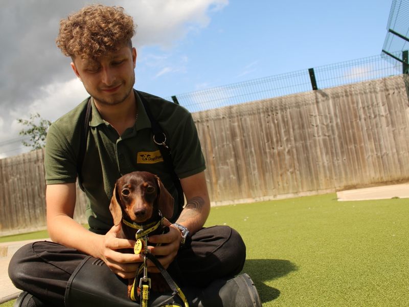 Dachshund for adoption in Evesham, Worcestershire – 3 years old - Image 2 of 3