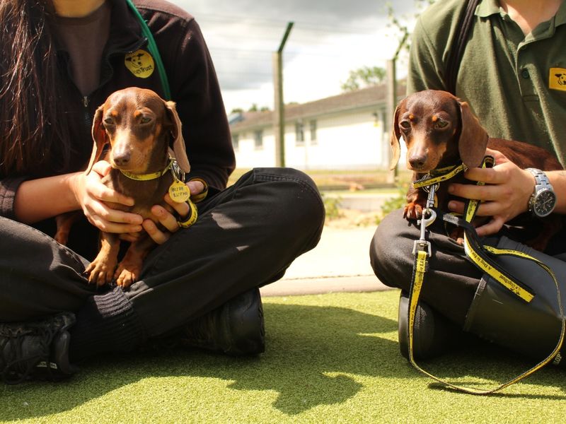 Dachshund Dogs And Puppies For Adoption