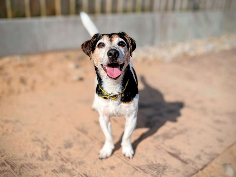Jack Russell for adoption in Cardiff, Glamorgan – 5 years old - Image 2 of 6