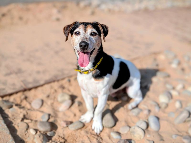 Jack Russell for adoption in Cardiff, Glamorgan – 5 years old - Image 3 of 6