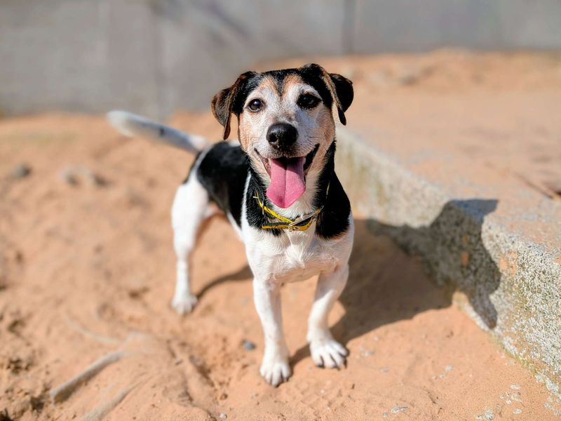 Jack Russell for adoption in Cardiff, Glamorgan – 5 years old - Image 6 of 6