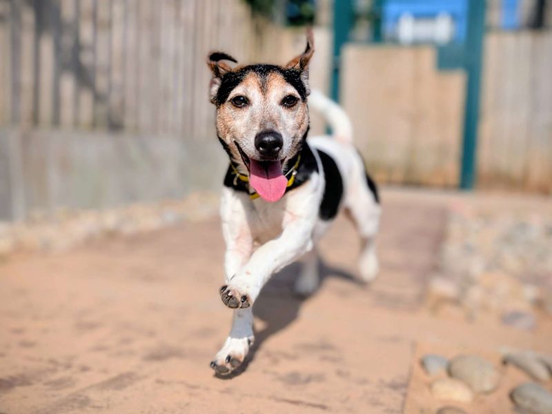 Jack Russell for adoption in Cardiff, Glamorgan – 5 years old - Image 5 of 6