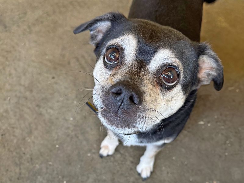 Teddington | Terrier (Jack Russell) Cross | Basildon (Essex) - 1
