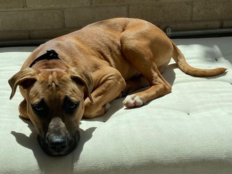 Scooby for sale in Manchester, Greater Manchester | Image 2