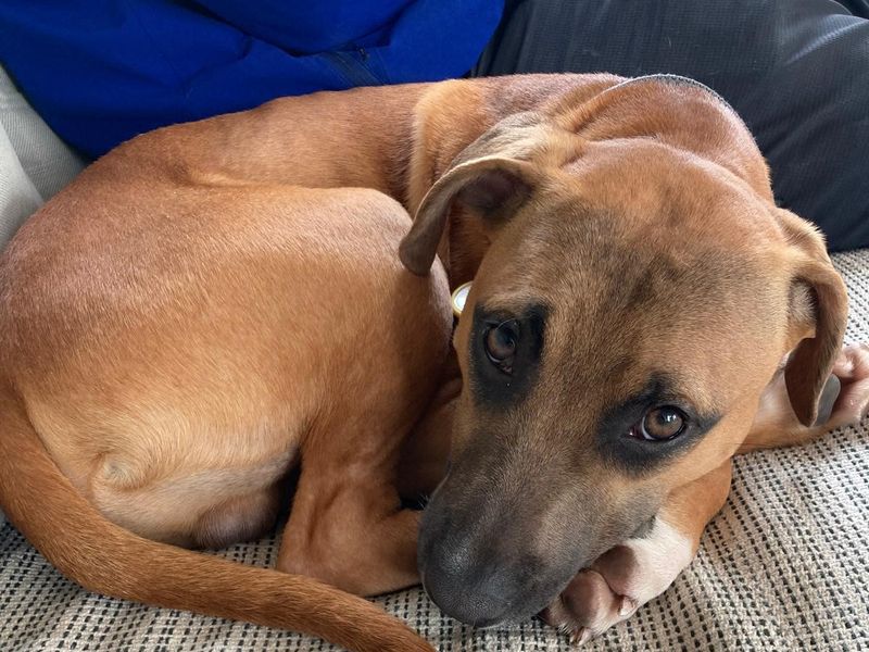 Scooby for sale in Manchester, Greater Manchester