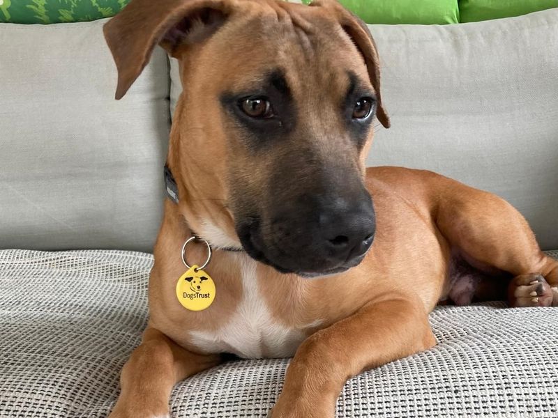 Scooby for sale in Manchester, Greater Manchester - Image 3
