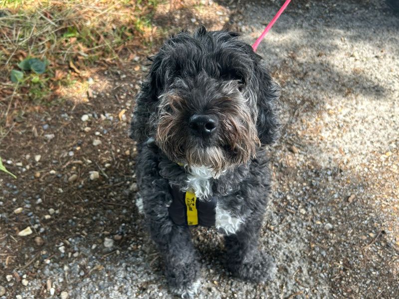 Poodle for adoption in Snetterton, Norfolk – 8 years old - Image 2 of 2