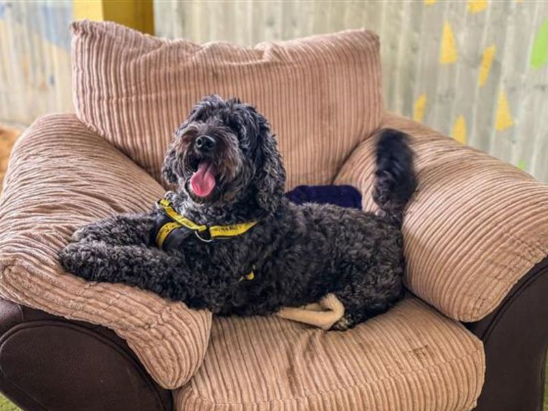 Cocker Spaniel for adoption in Snetterton, Norfolk – 8 years old