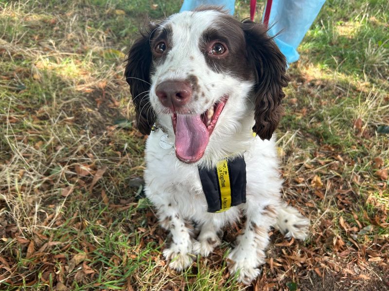 Springer Spaniel for adoption in Snetterton, Norfolk – 6 years old - Image 2 of 2