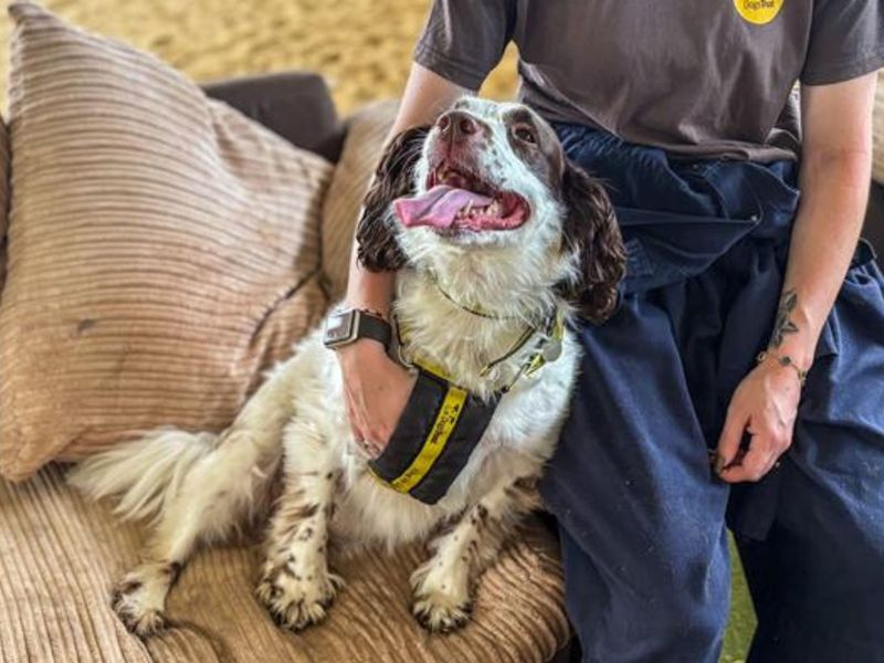 Springer Spaniel for adoption in Snetterton, Norfolk – 6 years old