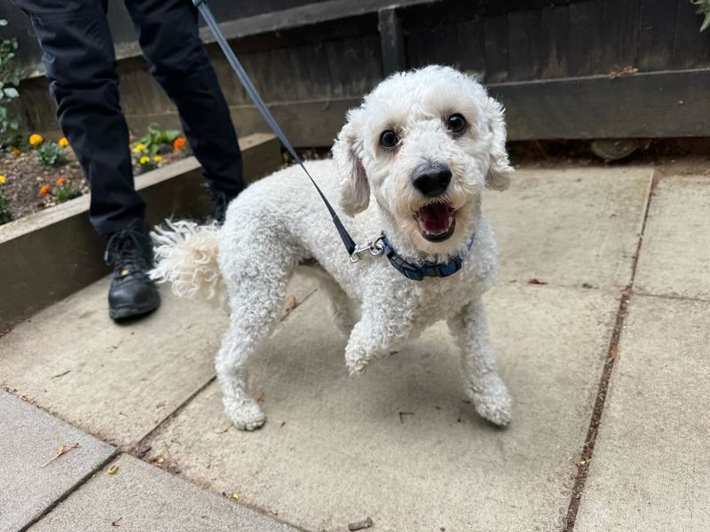 Pegasaurus-Rex (Rex) | Poodle (Toy) Cross | Snetterton (Norfolk) - 1