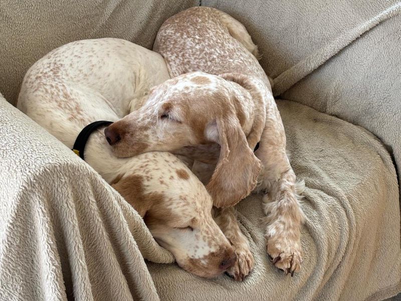Dog for sale in Wymeswold, Leicestershire