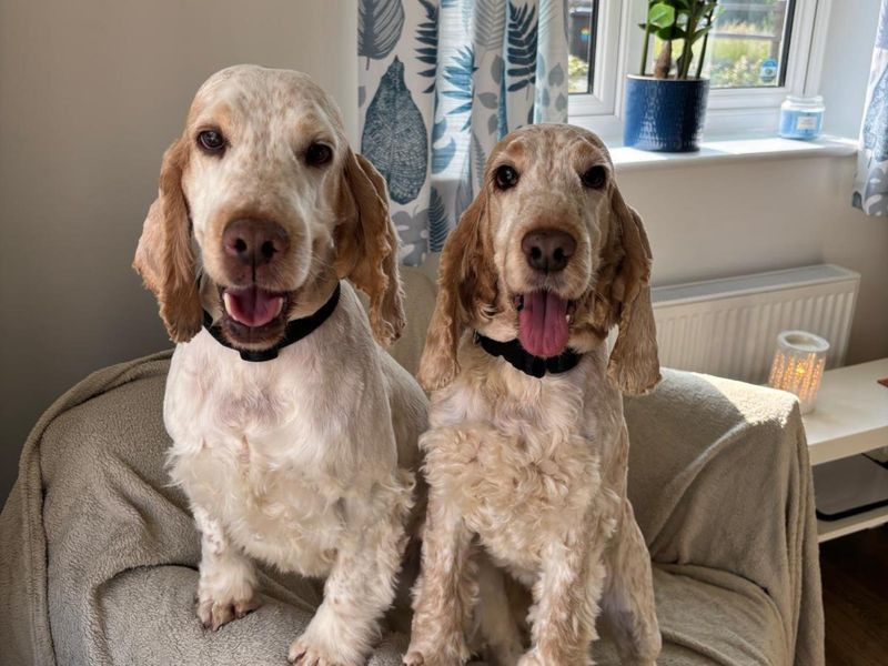 Dotty for sale in Wymeswold, Leicestershire