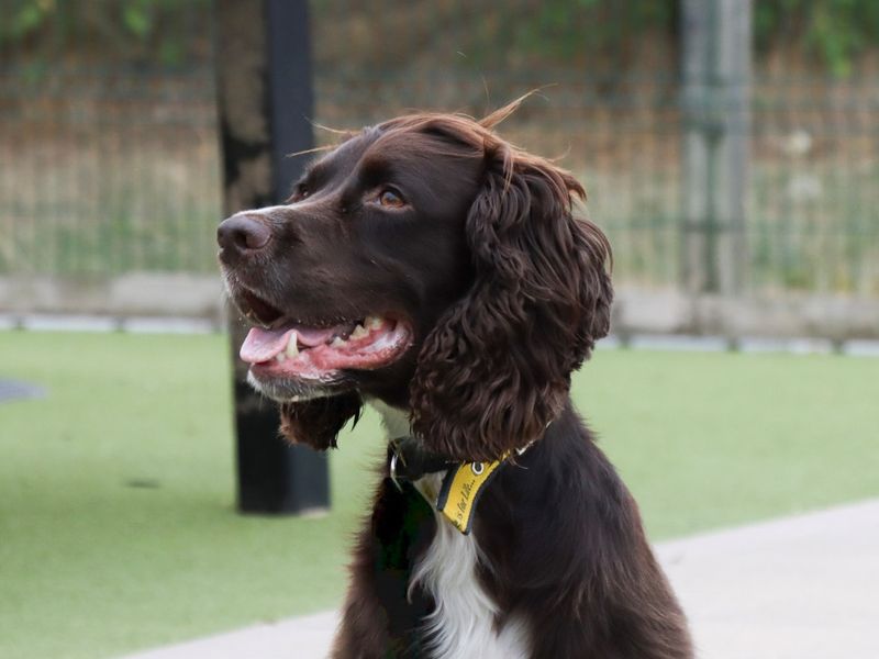 Cocker Spaniel for adoption in Evesham, Worcestershire – 2 years old