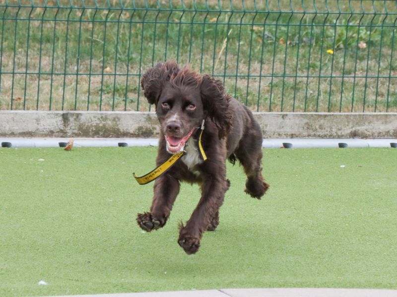 Cocker Spaniel for adoption in Evesham, Worcestershire – 3 years old - Image 5 of 6