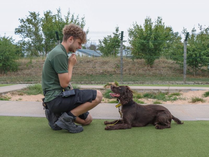Cocker Spaniel for adoption in Evesham, Worcestershire – 3 years old - Image 2 of 6