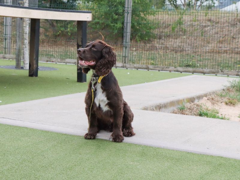 Cocker Spaniel for adoption in Evesham, Worcestershire – 3 years old - Image 6 of 6