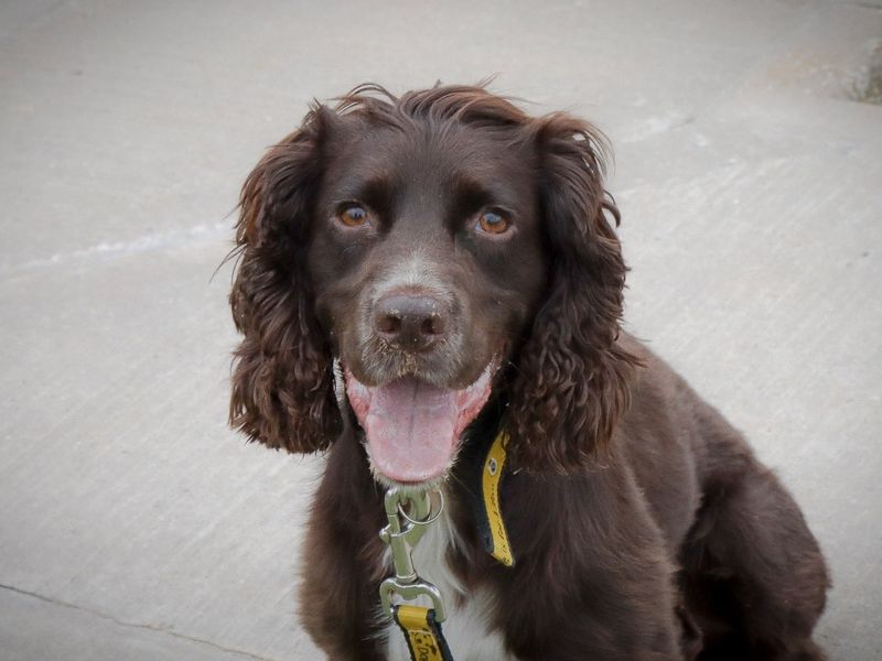 Cocker Spaniel for adoption in Evesham, Worcestershire – 3 years old - Image 3 of 6