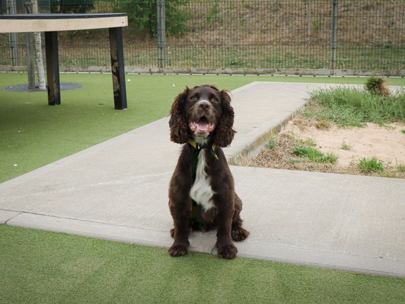 Cocker Spaniel for adoption in Evesham, Worcestershire – 3 years old - Image 4 of 6