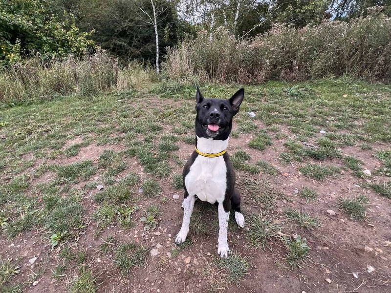 Oz | Akita Cross | Darlington - 1